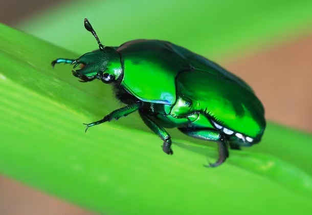 Bọ hoa chafer là một nhóm các loài bọ cánh cứng đóng vai trò quan trọng trong việc giúp thụ phấn hoa và tạo mật trong quá trình thụ phấn. Có khoảng hơn 4.000 loài bọ cánh cứng và nhiều loài trong số chúng vẫn chưa được phát hiện. Loài bọ cánh cứng màu xanh lá cây được miêu tả trong ảnh này có nguồn gốc từ Úc.