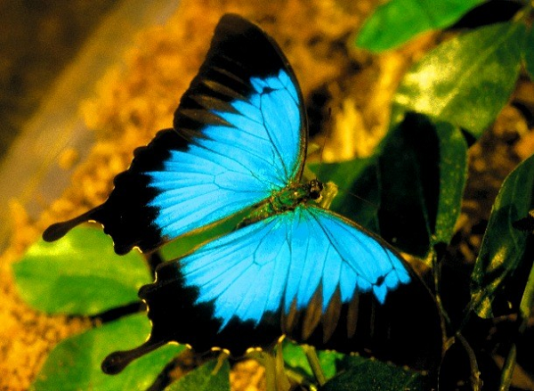 Bướm Ulysses là một loài bướm có kích thước khá lớn và màu sắc vô cùng bắt mắt, chúng có sải cánh dài tới 105 mm (4,13 inch). Tên gọi này được bắt nguồn từ một vị anh hùng Hy Lạp có tên Odysseus (Ulysses). Chúng cũng là loài bướm phổ biến nhất ở Úc khi được sử dụng làm biểu tượng cho ngành du lịch tại quốc gia này.