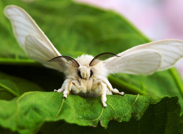 Con tằm là ấu trùng hoặc sâu bướm của loài sâu bướm lụa đã được thuần hóa. Đây là một loài côn trùng có ý nghĩa vô cùng quan trọng về mặt kinh tế và là nhà sản xuất lụa sơ cấp nhất.