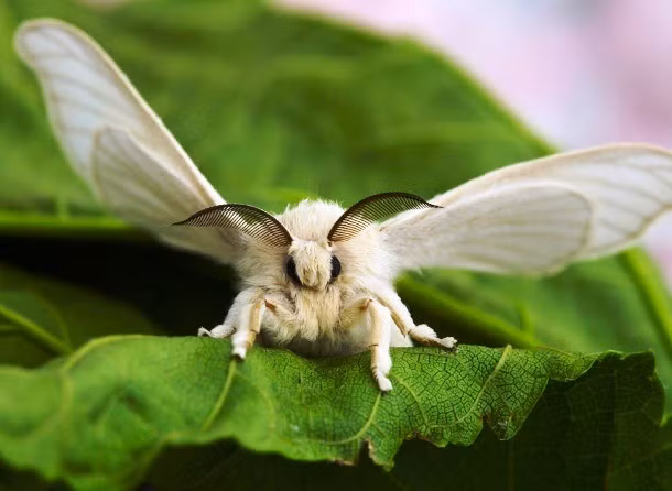 Con tằm là ấu trùng hoặc sâu bướm của loài sâu bướm lụa đã được thuần hóa. Đây là một loài côn trùng có ý nghĩa vô cùng quan trọng về mặt kinh tế và là nhà sản xuất lụa sơ cấp nhất.