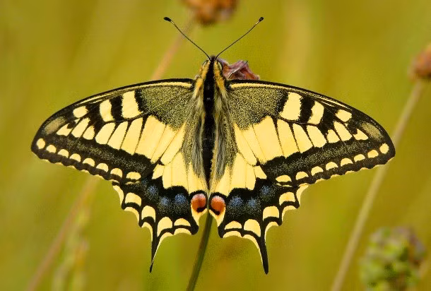 Bướm Luzon Peacock Swallowtail là một loài bướm có màu sắc sống động, được phát hiện vào năm 1965. Thật không may, với vẻ ngoài quá hấp dẫn này đã khiến cho chúng phải đối mặt trước nguy cơ bị tuyệt chủng vì việc sưu tầm quá mức thực sự là một mối đe dọa lớn đối với chúng.