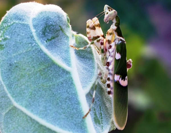 Bọ ngựa hoa Ấn Độ là loài côn trùng có nguồn gốc từ châu Á. Trong khi con đực có thể phát triển đến khoảng 38 mm (1,5 inch) thì con cái lại có kích thước lớn hơn một chút. Loài bọ ngựa này là một thú cưng khá dễ nuôi với tỷ lệ sống sót lên tới 90% trong số những loài nhộng khác.