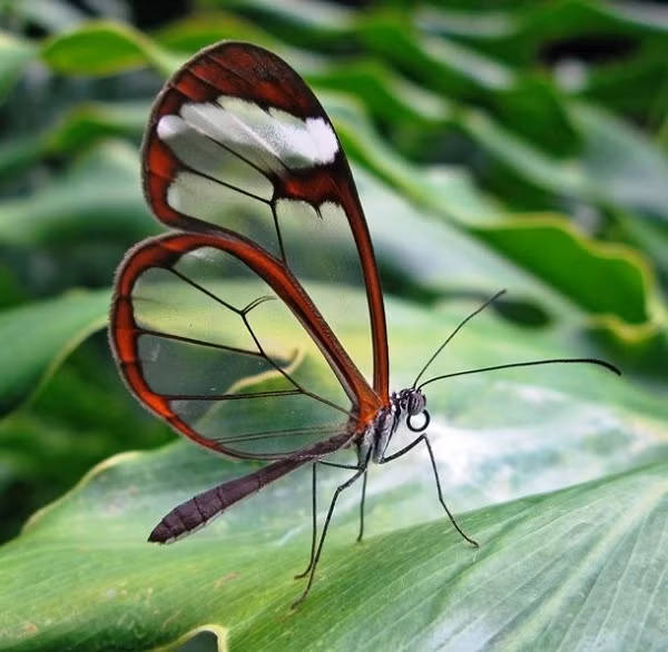 Bướm cánh gương Glasswinged là một loài bướm có chân nổi tiếng với đôi cánh trong suốt có thể dài tới 61 mm (2,4 inch). Các mô giữa tĩnh mạch trên đôi cánh của chúng trong suốt như thủy tinh. Đôi cánh trong suốt không màu này giúp chúng dễ dàng trốn tránh kẻ thù hơn những loài bướm nhiều màu khác.