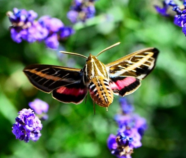 Loài bướm chim ruồi này rất giống với một con chim ruồi thực sự. Cái vòi dài của chúng thậm chí còn bắt chước được các động tác như mỏ chim. Bướm chim ruồi được phân bố rộng khắp các vùng phương Bắc từ thời xa xưa cho đến ngày nay, trải dài từ Bồ Đào Nha đến Nhật Bản nhưng hiện tại chúng chỉ cư trú ở những vùng khí hậu ấm áp.