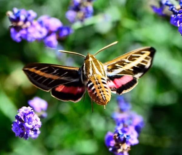 Loài bướm chim ruồi này rất giống với một con chim ruồi thực sự. Cái vòi dài của chúng thậm chí còn bắt chước được các động tác như mỏ chim. Bướm chim ruồi được phân bố rộng khắp các vùng phương Bắc từ thời xa xưa cho đến ngày nay, trải dài từ Bồ Đào Nha đến Nhật Bản nhưng hiện tại chúng chỉ cư trú ở những vùng khí hậu ấm áp.