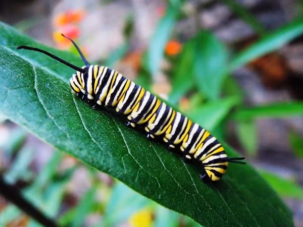 Bướm quốc vương là một trong những loài bướm quen thuộc và đẹp nhất trên thế giới, nhưng chúng thực sự đẹp nhất trong giai đoạn ấu trùng. Loài sâu bướm rực rỡ này trải qua 5 giai đoạn trưởng thành khác nhau, và sau mỗi giai đoạn nó sẽ rụng bớt lông trên cơ thể để tiến hóa đầy đủ thành những con bướm tuyệt đẹp bay lượn trong tự nhiên.