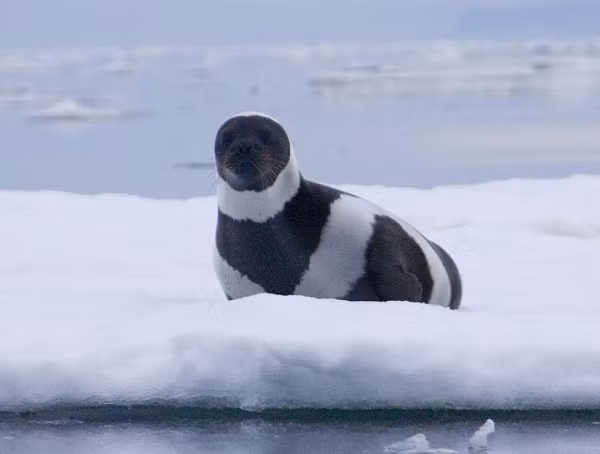 Một con hải cẩu có lông vằn cực kỳ hiếm có trong tự nhiên, nó được phát hiện ở bờ biển bang Washington, Mỹ.