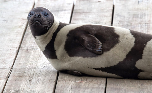 Hải cẩu ruy băng có ngoại hình nổi bật nhờ bộ lông đen hoặc nâu pha 4 mảng trắng khác nhau, trong đó có 1 sọc trắng cuốn quanh cổ, 1 sọc trắng quanh đuôi và 1 vòng tròn trắng nằm ở mỗi bên thân.