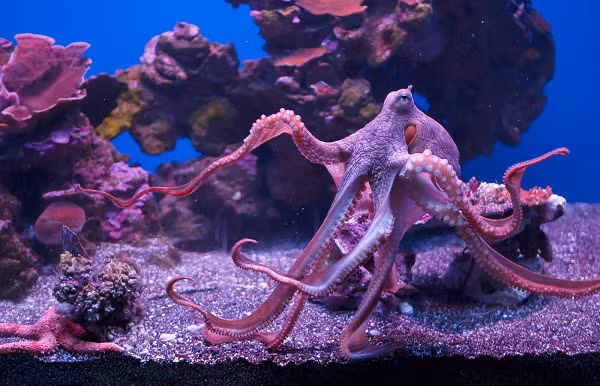 Loại chất này có hiệu quả ít hơn so với huyết cầu giàu sắt của các động vật có xương sống. Thêm vào đó, haemocyanin sẽ hoà tan trong các huyết tương thay vì hồng cầu. Vì vậy, máu của bạch tuộc sẽ có màu xanh thay vì màu đỏ như các loài khác.