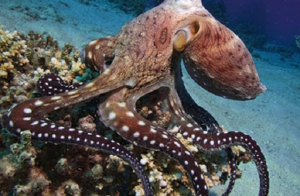 Bạch tuộc thuộc bộ Octopoda. Chúng là động vật thân mềm, ngắn có hình oval và sống dưới đáy biển. Hiện nay có đến khoảng 289 đến 300 loài khác nhau đang sinh sống ở nhiều khu vực khác nhau trên Trái Đất. Con số này chiếm khoảng hơn ⅓ tổng số các loài động vật thân mềm trên thế giới. Được biết, kích thước của những con bạch tuộc có thể rất lớn. Một số loài có thể bắt và giết một con cá mập.