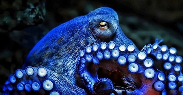 Ngoài những động cơ nói trên, nhóm nghiên cứu cũng không loại trừ khả năng bạch tuộc đấm cá chỉ vì…thấy ghét và không vì lý do nào khác.