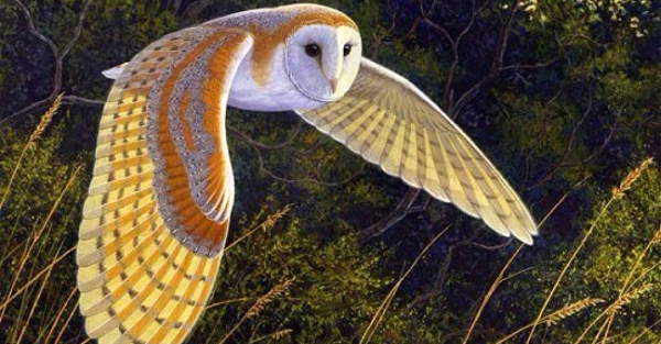 Chim lợn sống thành đôi hoặc đơn độc; chúng không di trú mà sống định cư tại những khoảng không gian nhất định gần nơi con người sinh sống (như khu dân cư), trên các cây cao rậm rạp hay trên các trần nhà, vùng đồng cỏ,… Loài chim này có tập tính săn mồi và hoạt động chủ yếu về đêm