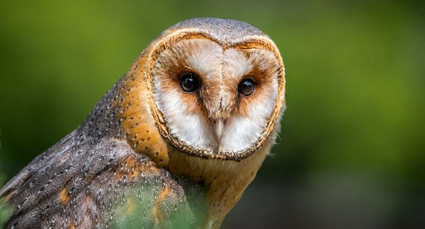 Vì niềm tin loài chim này mang lại những điềm xấu, nên chim lợn bị ghét bỏ, bị xua đuổi, thậm chí bị giết. Tuy nhiên, các nhà khoa học lại không tin vào điều đó. Chim lợn thực sự là một loài động vật có ích.