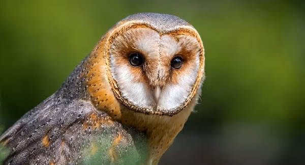 Vì niềm tin loài chim này mang lại những điềm xấu, nên chim lợn bị ghét bỏ, bị xua đuổi, thậm chí bị giết. Tuy nhiên, các nhà khoa học lại không tin vào điều đó. Chim lợn thực sự là một loài động vật có ích.