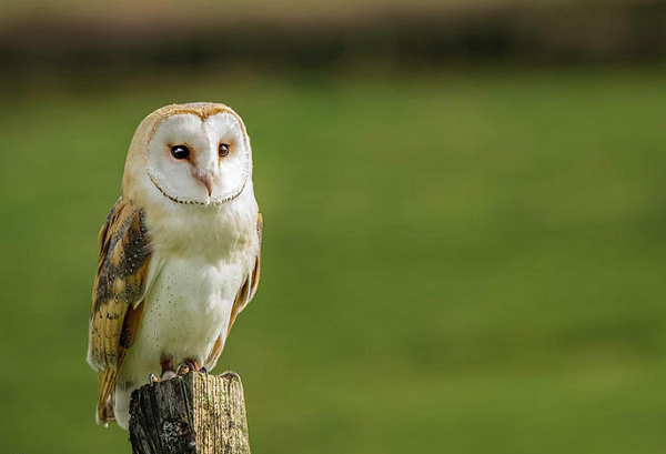 Việc chim lợn kêu rồi có người chết có thể là đặc tính của loài này. Bởi thông thường, con người sẽ phát ra một thứ sóng điện từ. Với người sắp chết sẽ có một thứ sóng (mùi vị) rất đặc trưng mà chỉ một số người hoặc một số loài vật mới nhận ra, trong đó có chim lợn.