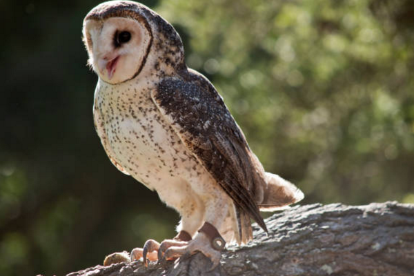 Người ta còn đồn rằng, khi con người sắp chết, sẽ giải phóng một thứ mùi đặc trưng và chim lợn với thính giác nhạy bén, đã phát hiện ra và báo hiệu. Vì quan niệm như vậy, nên khi tiếng chim lợn kêu éc éc thành tràng dài não nề trong đêm khuya tĩnh mịch, luôn tạo cảm giác rợn người.