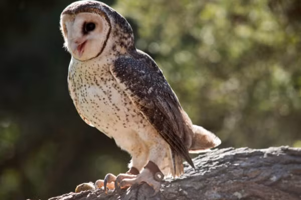 Người ta còn đồn rằng, khi con người sắp chết, sẽ giải phóng một thứ mùi đặc trưng và chim lợn với thính giác nhạy bén, đã phát hiện ra và báo hiệu. Vì quan niệm như vậy, nên khi tiếng chim lợn kêu éc éc thành tràng dài não nề trong đêm khuya tĩnh mịch, luôn tạo cảm giác rợn người.