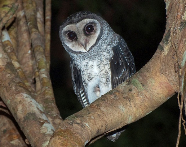 Nhiều loài động vật có khả năng dự báo được thiên tai hoặc biết trước cái chết, chẳng hạn khi tổ kiến được đôn cao sẽ có mưa lớn, chuồn chuồn bay thấp thì mưa, hay chuyện báo chí đưa tin về một con mèo ở Mỹ có thể dự báo chính xác cái chết bằng cách đến bên bệnh nhân đang trong giai đoạn hấp hối cho đến khi người này chết...