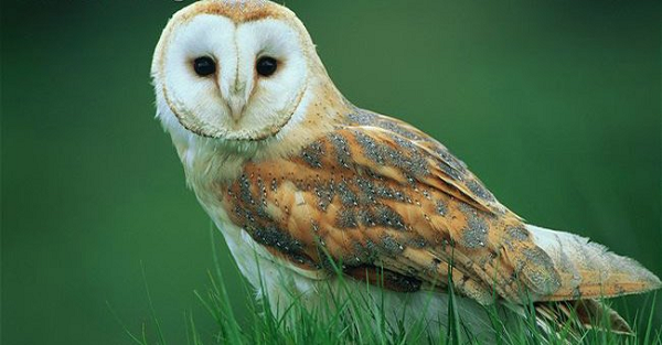 Chim lợn phân bố khá rộng, có thể thích nghi được ở nhiều môi trường khác nhau, từ sa mạc, rừng núi đến những nơi có khí hậu ôn đới lẫn nhiệt đới. Chúng có mặt ở mọi nơi nhưng trừ khu vực Bắc Mỹ, sa mạc Sahara và một phần của châu Á. Tại Việt Nam, chim lợn được tìm thấy khá nhiều trên cả nước.