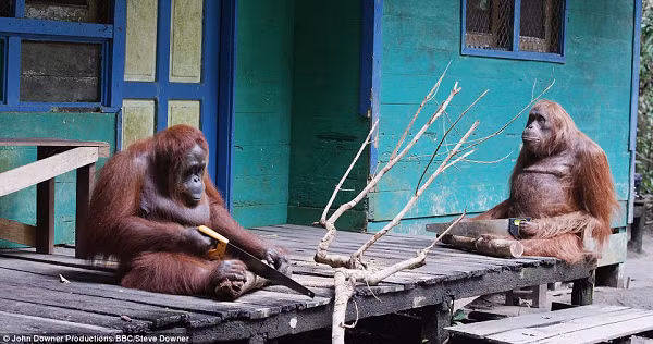 Đười ươi là động vật có bộ não vượt trội. Chúng có cả một nền văn hóa và hệ thống phương tiện liên lạc. Thậm chí chúng còn có khả năng sử dụng những công cụ trong tự nhiên. Đười ươi sống trong các bầy đàn rải rác và hình thành liên kết xã hội mạnh mẽ. Đó có thể là chiếc chìa khóa để nâng cao nhận thức của chúng.