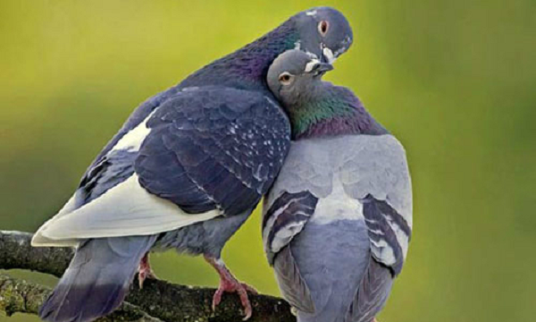 Chim bồ câu là loài chim rất thông minh, bởi vậy nó đã trở thành đối tượng của vô số thí nghiệm khoa học. Chim bồ câu có thể nhận ra hàng trăm hình ảnh từng nhìn thấy nhiều năm trước. Chúng cũng có thể xác định chính mình trong gương, người ta đã dạy chúng thực hiện một chuỗi các hoạt động để có thể phân biệt được một cách tinh tế giữa chúng và hình ảnh của chúng qua gương.