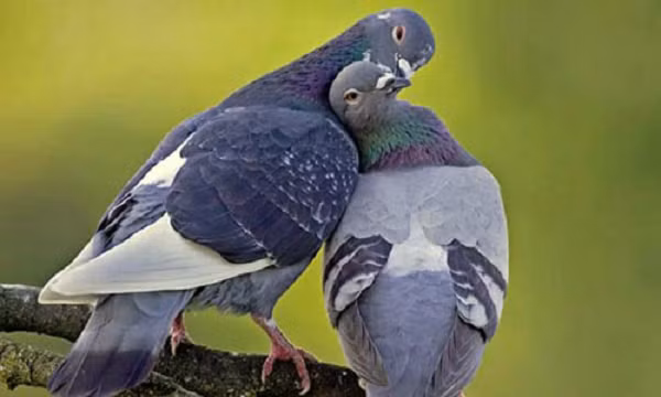 Chim bồ câu là loài chim rất thông minh, bởi vậy nó đã trở thành đối tượng của vô số thí nghiệm khoa học. Chim bồ câu có thể nhận ra hàng trăm hình ảnh từng nhìn thấy nhiều năm trước. Chúng cũng có thể xác định chính mình trong gương, người ta đã dạy chúng thực hiện một chuỗi các hoạt động để có thể phân biệt được một cách tinh tế giữa chúng và hình ảnh của chúng qua gương.