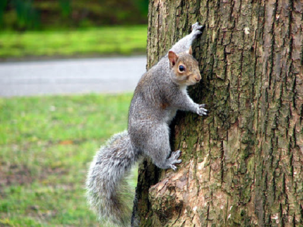 Tính ương ngạnh và trí nhớ hoàn hảo của sóc khiến nó trở thành kẻ thù của những người làm vườn. Hầu hết mọi con sóc đều có những thủ thuật và cả những chiến lược vô cùng ấn tượng giúp chúng có khả năng sinh tồn. Loài động vật thông minh này đã thích nghi với cuộc sống bên cạnh con người, chúng ăn những thức ăn của gia cầm, ăn những bông hoa trong vườn và bất cứ thực phẩm gì còn vương vãi xung quanh.