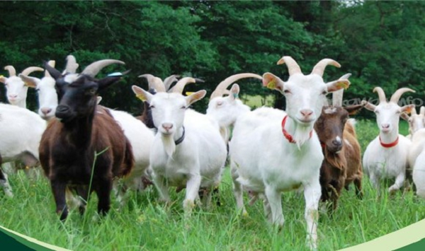 Các nhà khoa học đã suy nghĩ trong một thời gian dài rằng dê thông minh hơn rất nhiều so với sự khiêm tốn của chúng. Sau khi làm thí nghiệm, các nhà khoa học thấy rằng dê có thể tìm cách ăn thức ăn dù gặp chướng ngại vật và nhiều tháng sau chúng vẫn nhớ cách đó.