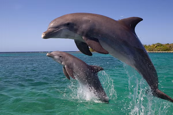 Cá heo là động vật có tính xã hội. Người ta quan sát thấy chúng có thể lướt sóng, đua xe, kéo sợi, huýt sáo... Chúng có một “ngôn ngữ” phức tạp, hiện nay con người bắt đầu làm sáng tỏ nó. Cá heo có thể sử dụng công cụ trong tự nhiên và có thể học hàng chuỗi những hành vi theo yêu cầu của con người.