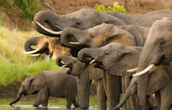 Không chỉ có một đôi tai lớn, khả năng húc đổ những khối gỗ khổng lồ, trí nhớ tốt, trên thực tế, voi là loài động vật khá thanh lịch và có văn hóa. Chúng có thể làm sạch thức ăn và sử dụng công cụ trong tự nhiên bằng nhiều cách. Những con voi biết sử dụng công cụ như những chiếc que để đánh dấu hoặc lá cọ để đập ruồi.