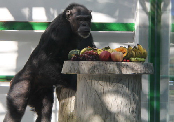 Đứng đầu trong danh sách loài động vật thông minh nhất là một loài khỉ lớn: hắc tinh tinh. Khả năng trí tuệ đầy ấn tượng của chúng từ lâu đã thu hút được sự quan tâm của con người.