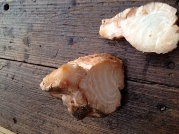 Nấm truýp trắng có vị khá cay cùng mùi hương rất đặc biệt giống như mùi của quả óc chó khi chiên giòn. Trong ẩm thực, nấm truýp thường được thái thành những lát mỏng để trang trí các món ăn nhằm tăng thêm vẻ sang trọng và ngon miệng của chúng. Nấm truýp trắng có thể bán giá 3.600 đô la một pound, biến chúng và loài nấm tương tự trở thành loại thực phẩm đắt nhất thế giới.