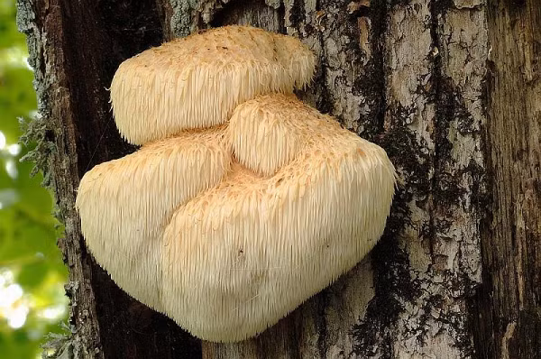 Nấm Hầu Thủ rất giàu khoáng chất và các vitamin, có tác dụng chống lại bệnh ALZHEIMER, ức chế sự phát triển của các khối u, chống lại vi khuẩn gây viêm loét dạ dày, ngăn chặn các tế bào ung thư dạ dày, tăng cường hệ thống miễn dịch từ đó giúp người dùng không mệt mỏi, loại nấm này còn giúp phái mạnh tăng cường sinh lực, làm thuyên giảm tác hại của quá trình hóa trị, xạ trị khi điều trị bệnh ung thư.