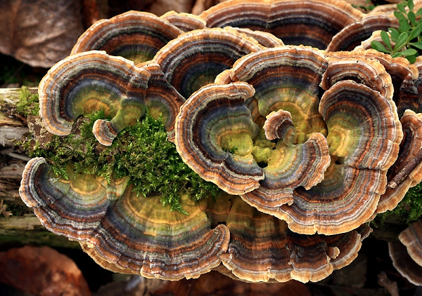 Nấm Trametes Versicolor là một vị thuốc chữa bệnh quý hiếm được người Trung Quốc và Nhật Bản sử dụng từ thời cổ xưa. Nó đã được sử dụng trong nhiều thế kỷ, ở nhiều nơi trên thế giới, như một loại thuốc tự nhiên cung cấp các đặc tính chống vi khuẩn, chống virus và chống khối u mạnh mẽ.