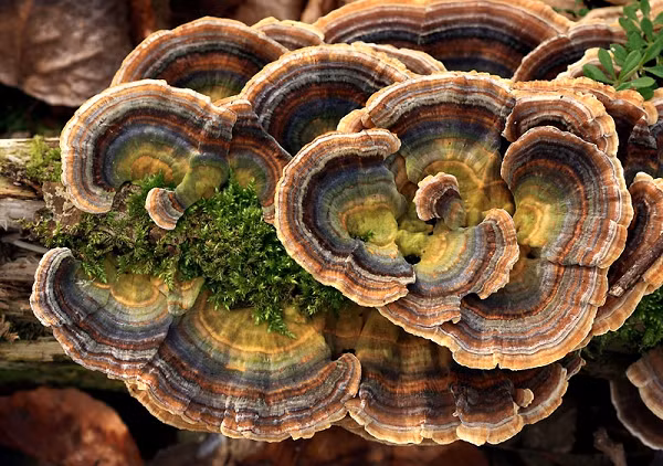 Nấm Trametes Versicolor là một vị thuốc chữa bệnh quý hiếm được người Trung Quốc và Nhật Bản sử dụng từ thời cổ xưa. Nó đã được sử dụng trong nhiều thế kỷ, ở nhiều nơi trên thế giới, như một loại thuốc tự nhiên cung cấp các đặc tính chống vi khuẩn, chống virus và chống khối u mạnh mẽ.