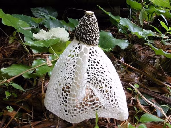 Nấm khăn xếp đã được nuôi trồng thương mại hóa và bán chủ yếu ở thị trường Châu Á. Giá của chúng khá cao. 500g nấm khăn xếp khô có giá gần 3 triệu đồng trên thị trường.