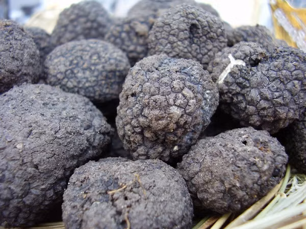 Trong tất cả các loại nấm được dùng chế biến thành thực phẩm thì nấm Truffle là loại quý và hiếm nhất, loại nấm này không thể nuôi trồng và nhân giống để sản xuất đại trà như nhiều loại khác bằng các phương pháp công nghiệp nhân tạo. Nấm Truffle thượng hạng trên thị trường hiện có giá từ 12.000 – 20.000 USD/kg và có thể dao động từ 4000 - 8000 USD/kg tùy từng nơi.