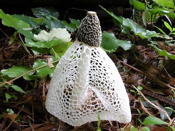 Nấm khăn xếp đã được nuôi trồng thương mại hóa và bán chủ yếu ở thị trường Châu Á. Giá của chúng khá cao. 500g nấm khăn xếp khô có giá gần 3 triệu đồng trên thị trường.