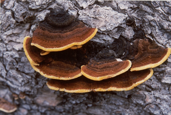 Nấm Thượng Hoàng thường được biết đến với công dụng hạn chế sự phát triển các tế bào ung thư đặc biệt là bệnh ung thư vú ở nữ giới, ung thư phổi và ung thư tuyến tiền liệt. Không chỉ vậy, nấm Thượng Hoàng còn có thể làm trong máu, giúp ngăn ngừa mỡ thừa, giúp thanh lọc cơ thể và điều hòa huyết áp. .