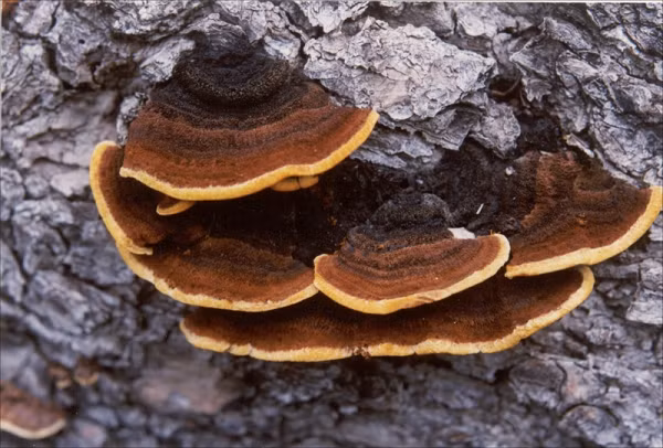 Nấm Thượng Hoàng thường được biết đến với công dụng hạn chế sự phát triển các tế bào ung thư đặc biệt là bệnh ung thư vú ở nữ giới, ung thư phổi và ung thư tuyến tiền liệt. Không chỉ vậy, nấm Thượng Hoàng còn có thể làm trong máu, giúp ngăn ngừa mỡ thừa, giúp thanh lọc cơ thể và điều hòa huyết áp. .