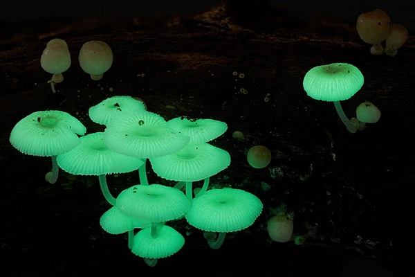 Nấm Mycena Chlorophos chỉ sinh sống ở môi trường cận nhiệt đới thuộc các khu vực ở châu Á, ở Australia và Brazil. Khi trong bóng tối, phần mũ và thân của loại nấm này phát ra ánh sáng màu xanh lá cây, ánh sáng đặc biệt rõ nét khi cây nấm được 1 ngày tuổi và mức nhiệt xung quanh ở khoảng 27 độ C.