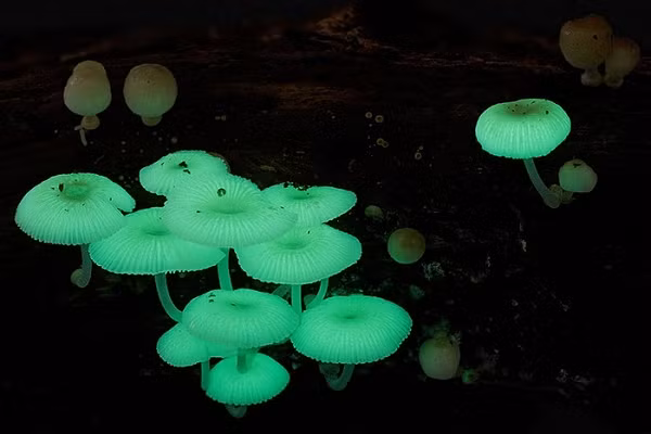 Nấm Mycena Chlorophos chỉ sinh sống ở môi trường cận nhiệt đới thuộc các khu vực ở châu Á, ở Australia và Brazil. Khi trong bóng tối, phần mũ và thân của loại nấm này phát ra ánh sáng màu xanh lá cây, ánh sáng đặc biệt rõ nét khi cây nấm được 1 ngày tuổi và mức nhiệt xung quanh ở khoảng 27 độ C.