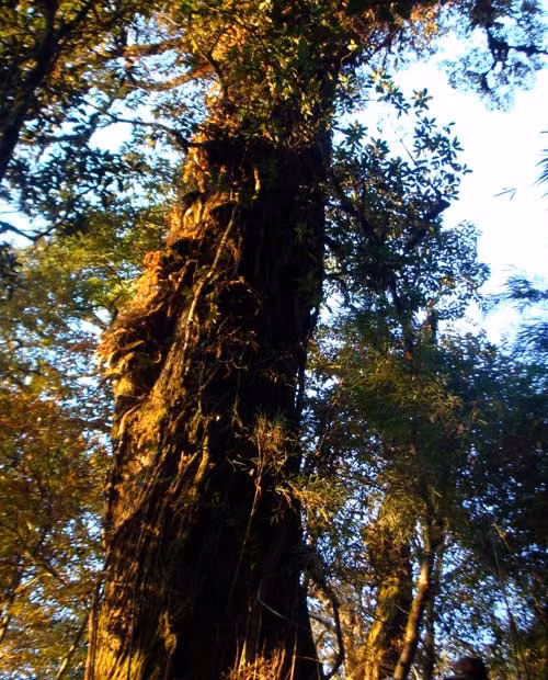 Trong sách cổ của Trung Hoa, nấm phục linh thiên được đánh giá là có hiệu năng cao gấp nhiều lần nhân sâm Triều Tiên. Nấm có tác dụng bồi bổ, tráng kiện cơ thể, phục hồi sức khỏe, lợi tiểu, tiêu độc, điều trị phù thũng, điều trị bệnh nám da, tàn nhang…