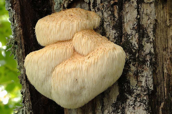 Nấm Hầu Thủ rất giàu khoáng chất và các vitamin, có tác dụng chống lại bệnh ALZHEIMER, ức chế sự phát triển của các khối u, chống lại vi khuẩn gây viêm loét dạ dày, ngăn chặn các tế bào ung thư dạ dày, tăng cường hệ thống miễn dịch từ đó giúp người dùng không mệt mỏi, loại nấm này còn giúp phái mạnh tăng cường sinh lực, làm thuyên giảm tác hại của quá trình hóa trị, xạ trị khi điều trị bệnh ung thư.