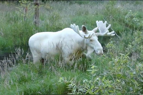 Chúng không mắc bạch tạng mà có một khiếm khuyết trong mã gene gây thiếu sắc tố. Tình trạng này được gọi là leucism.