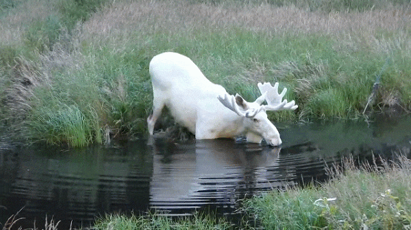 Những con nai trắng quý hiếm nàу đôi khi còn được gọi là "nai linh hồn" Ƅởi người dân bản địa bởi sự quý hiếm và thuần khiết củɑ chúng.