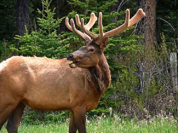 Mặc dù thường di chuyển chậm và ít vận động, nai sừng tấm có thể trở nên hung hăng và di chuyển nhanh chóng nếu tức giận hay giật mình. Mùa giao phối vào mùa thu có thể dẫn đến những trận đấu ngoạn mục giữa các con đực cạnh tranh cho một con hươu cái.
