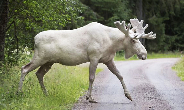 Trước đó, một con nai sừng tấm trắng cực hiếm cũng được bắt gặp tại tỉnh Ontɑrio, Canada. Nai sừng tấm trắng đầu tiên xuất hiện ở miền tây Varmland những năm 1930.