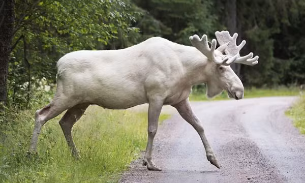 Trước đó, một con nai sừng tấm trắng cực hiếm cũng được bắt gặp tại tỉnh Ontɑrio, Canada. Nai sừng tấm trắng đầu tiên xuất hiện ở miền tây Varmland những năm 1930.