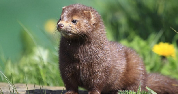 Chồn chủ yếu hoạt động về đêm, nhưng bắt đầu lúc chạng vạng. Cả chồn Mỹ và châu Âu là loài ăn thịt. Chế độ ăn uống của chúng chủ yếu bao gồm cá, động vật gặm nhấm nhỏ, động vật lưỡng cư, động vật giáp xác, côn trùng tùy thuộc vào sự thích hợp sinh thái của nó.